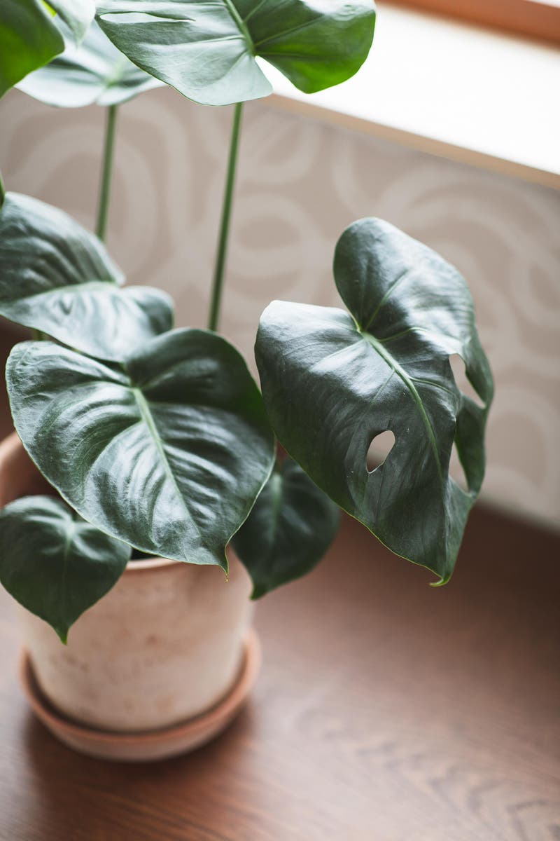 Boråstapeter - Curve