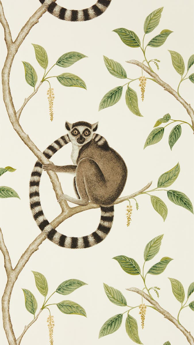 Sanderson - Ringtailed Lemur Ringtail Glasshouse Wallpapers