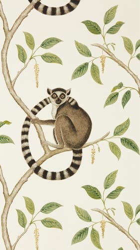 Sanderson - Ringtailed Lemur Ringtail Glasshouse Wallpapers