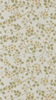 Silver Lime Lichen