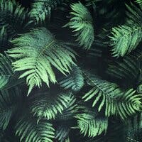 Fern Wall Green