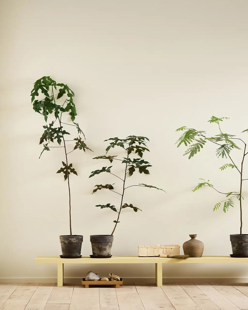 Själ 1625 - Jotun Lady Pure Color