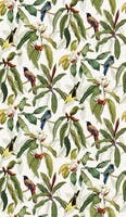 MICHELIA EMPYREA MICHELIA IVORY.