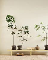 Ginger Tea 1965 - Jotun Lady Pure Color 0.75L