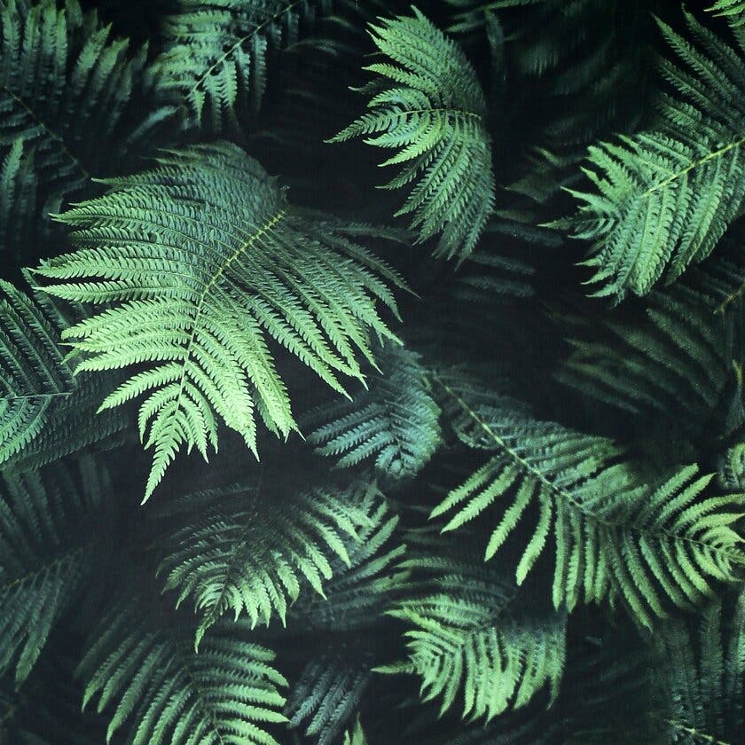 Fern Wall Green