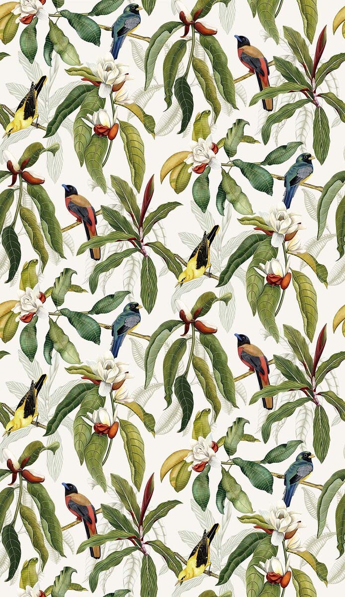 MICHELIA EMPYREA MICHELIA IVORY.