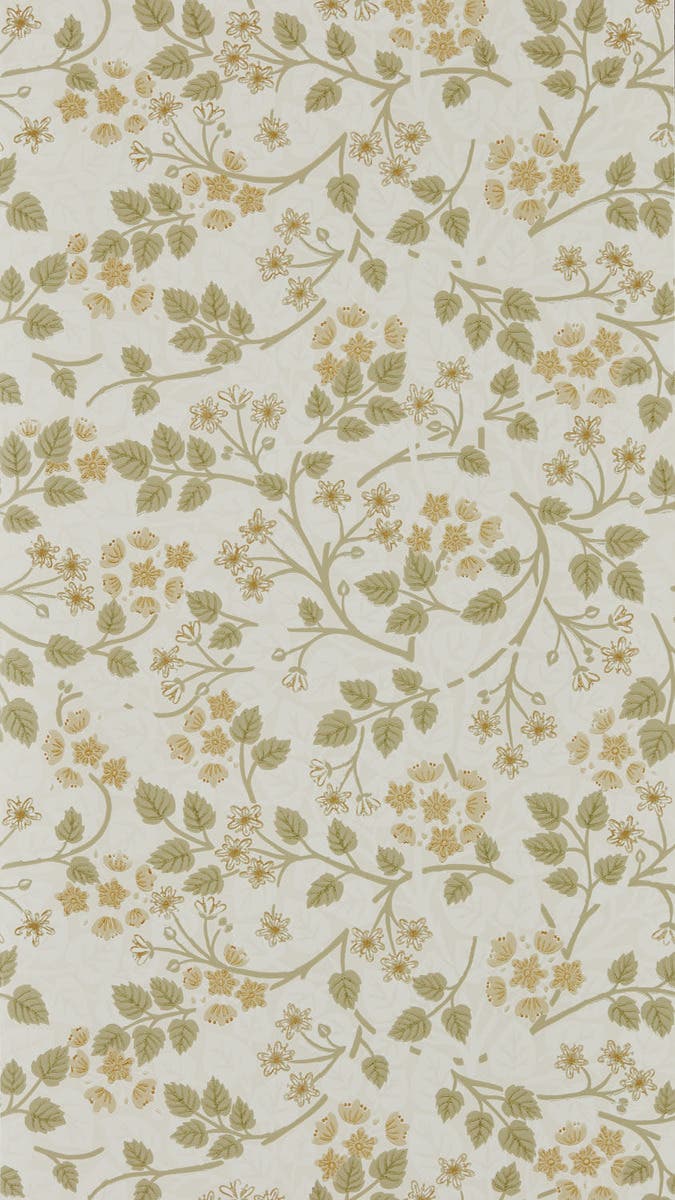 Silver Lime Lichen