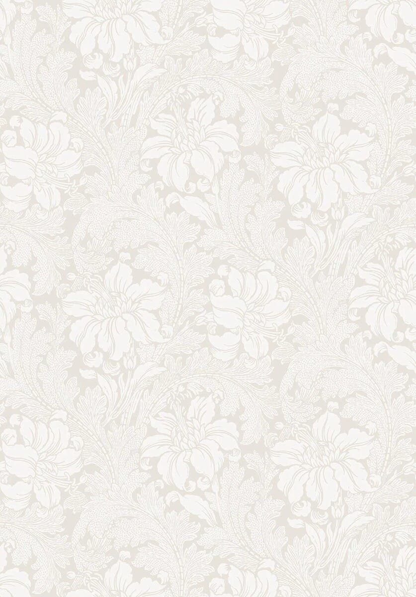 Acanthus- Vårt Arkiv