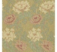 Chrysanthemum Pink/Yellow Morris 160th Anniversary